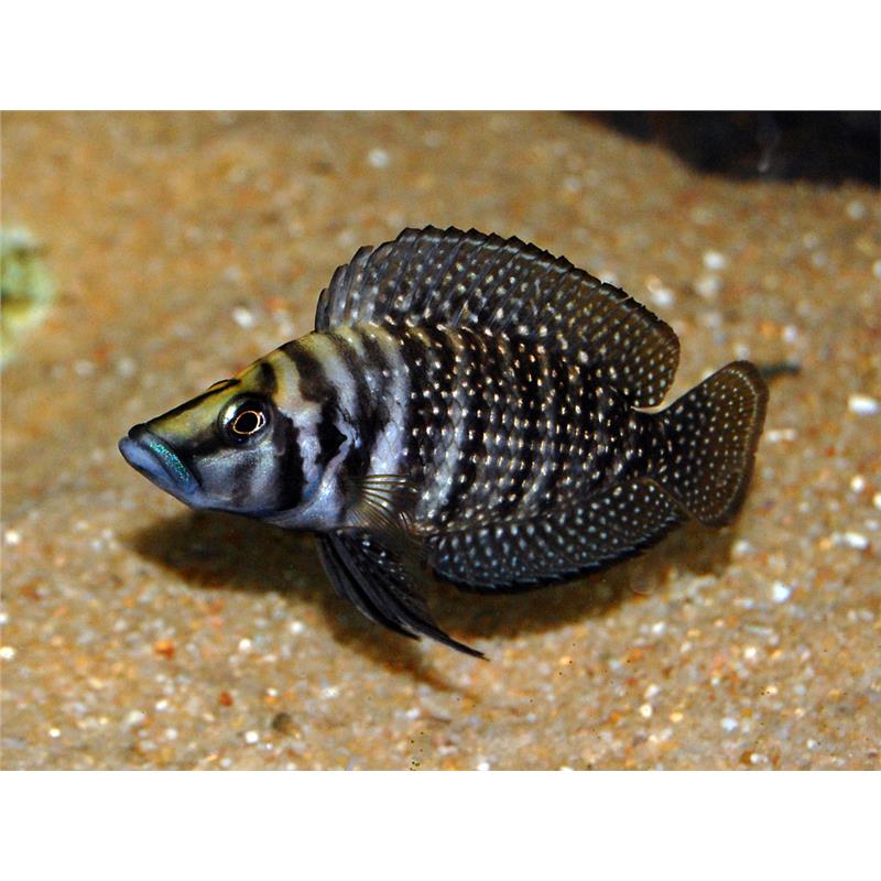 Lamprologus calvus black pect. - imagine 3
